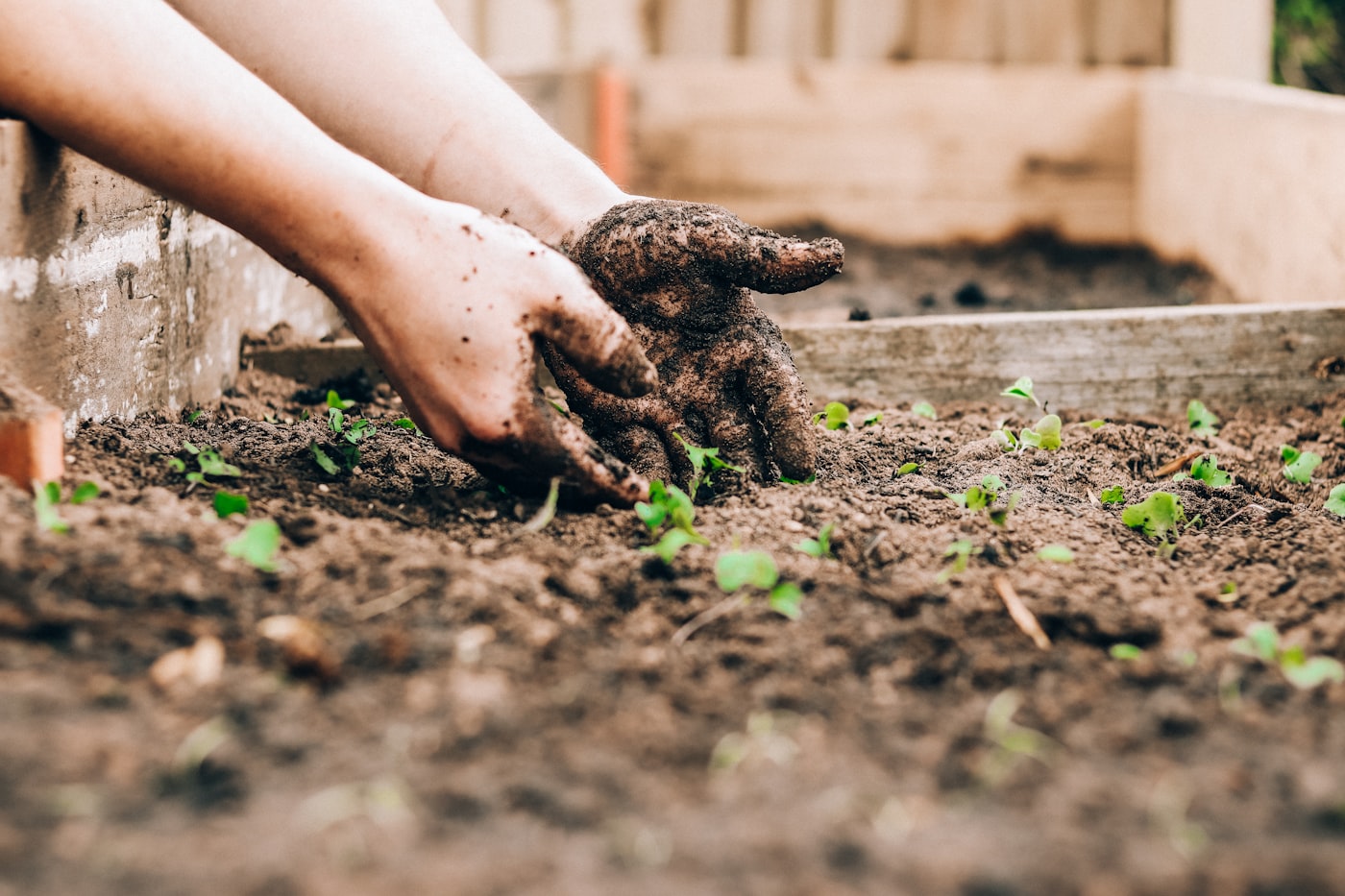 Hands gently planting seedlings in soil in a raised garden bed